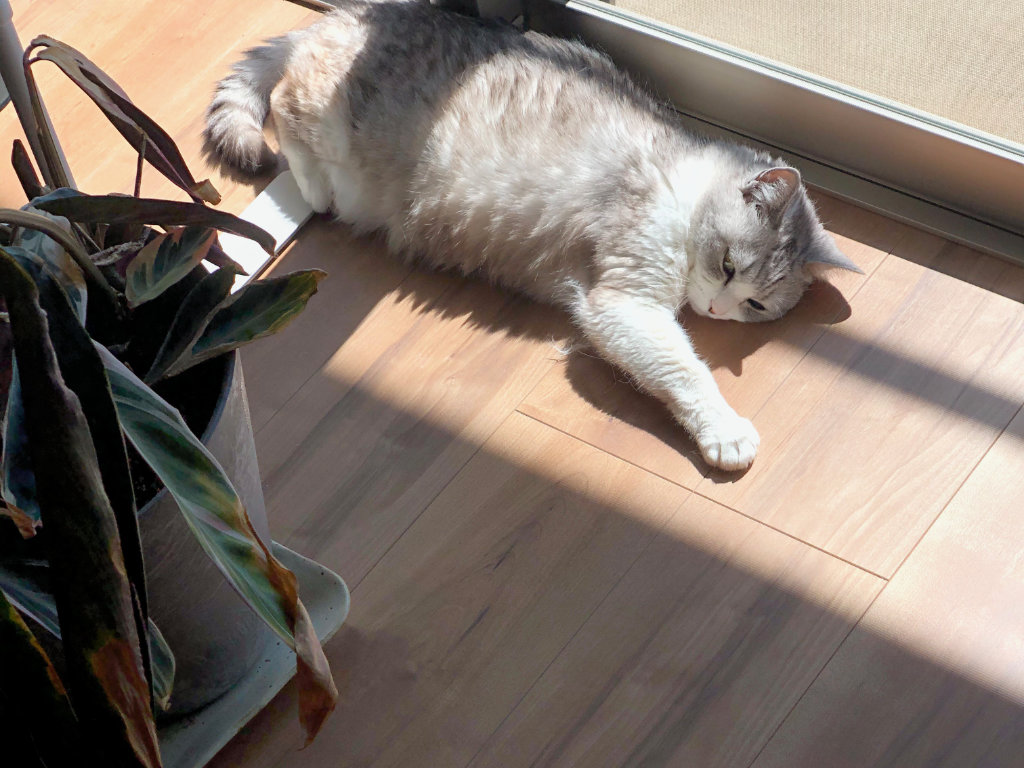 猫が窓際で日向ぼっこしながら昼寝をする姿